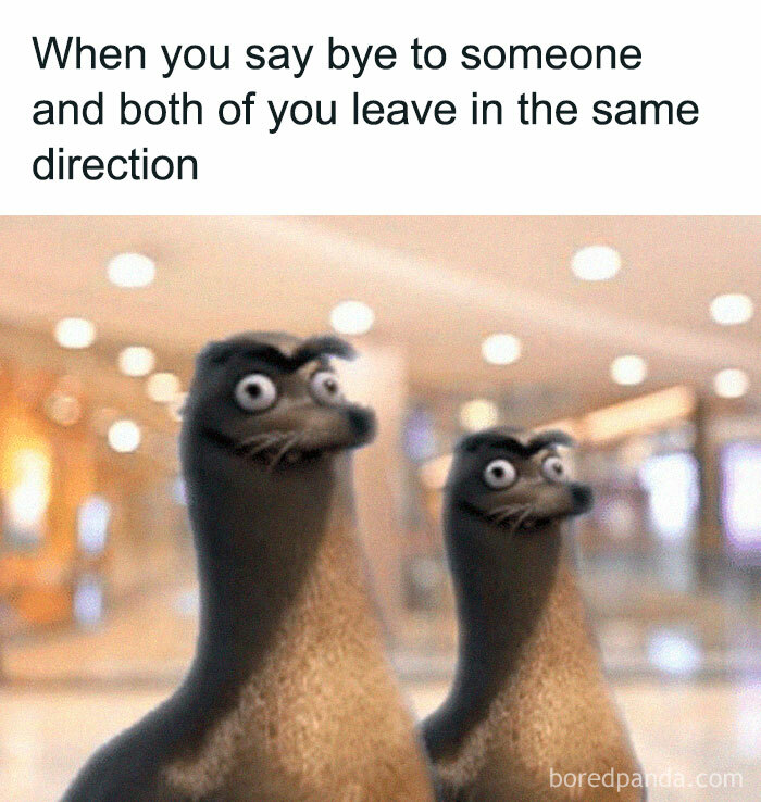 Two animated birds with wide eyes standing awkwardly in a public place, a relatable introvert meme to share with friends.