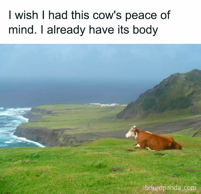 Cow lying peacefully on a green hillside overlooking ocean cliffs, a relatable meme for introvert friends.