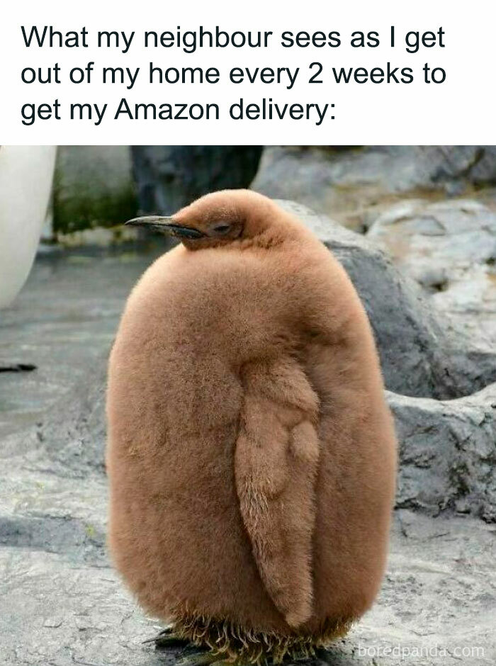 Fluffy brown penguin chick standing alone, humorous meme about introvert friends leaving home rarely for deliveries.