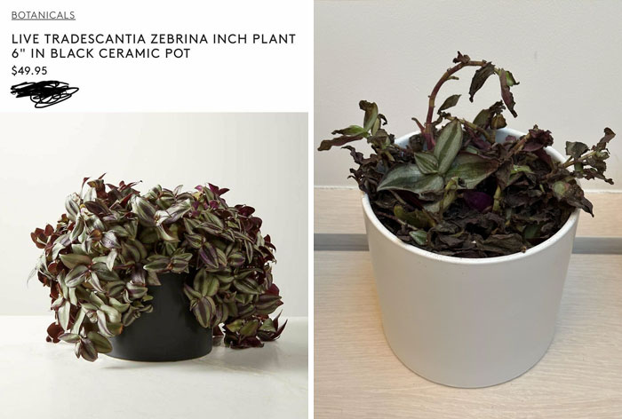 Well, At Least I Got A Full Refund