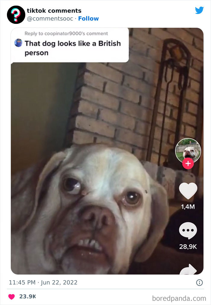 TikTok comment saying a dog looks like a British person, showcasing weird and funny TikTok comments on Twitter.