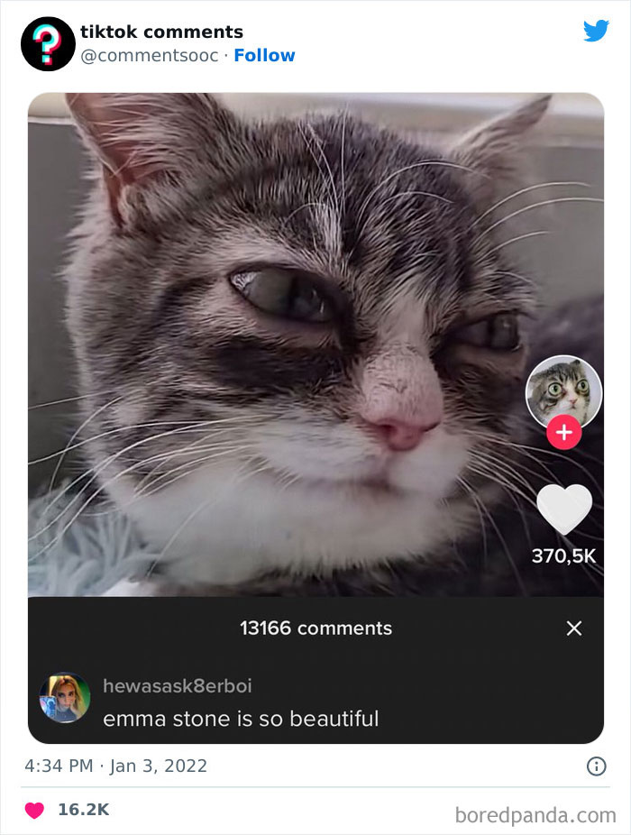 Close-up of a cat with TikTok comments showcasing weird, funny, and unhinged TikTok comments on a Twitter page.