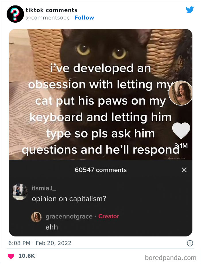 Black cat with text overlay about letting cat type on keyboard, showcasing weird and funny TikTok comments on Twitter.