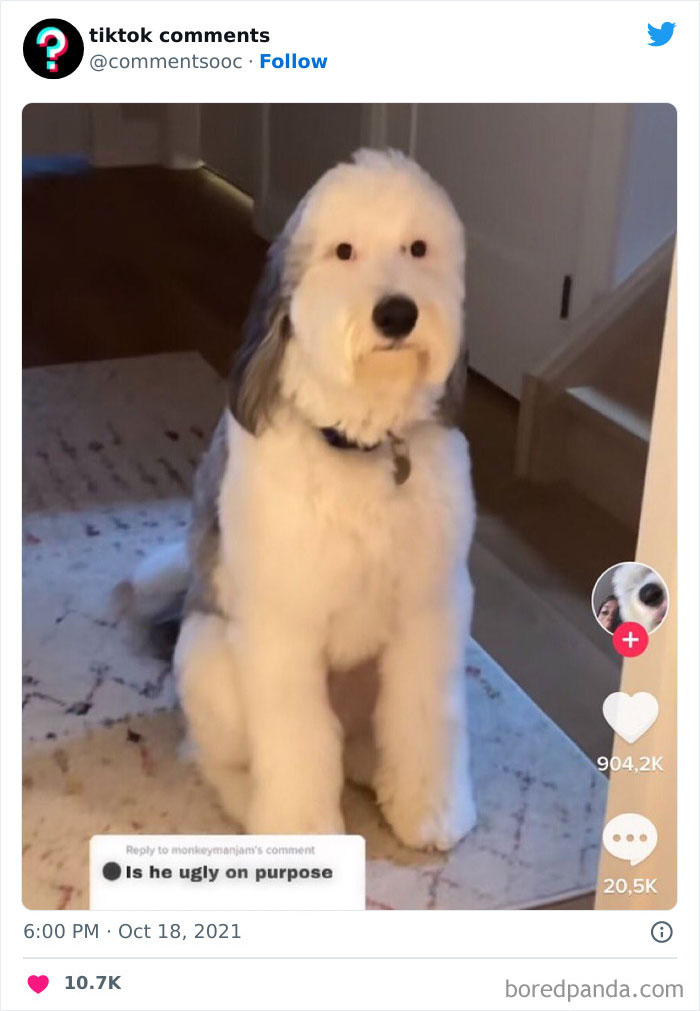 Funny-Tiktok-Comments