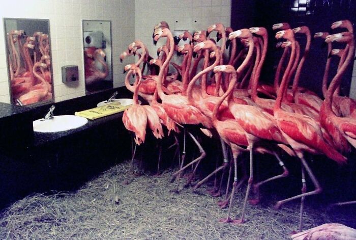 El zoo de Miami puso 30 flamencos en el baño para protegerlos del huracán Andrew en 1992