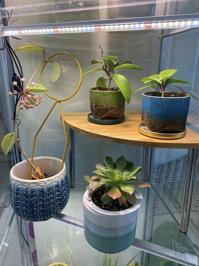 Dollorama Corner Shelf Added To My Detolf Greenhouse Cabinet