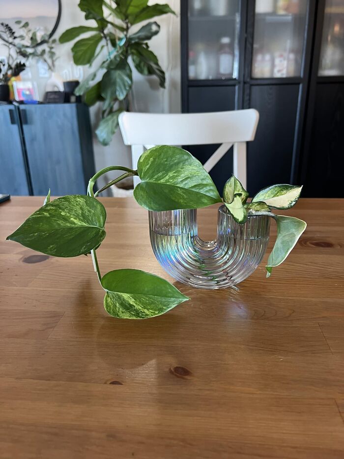 Got This Adorable New Little Vase From IKEA Today For Propagating Plant Cuttings! It’s Perfect. I Kinda Want The Larger Version Now