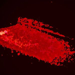 xxratcatkidxx avatar