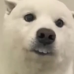 gracyngardner avatar