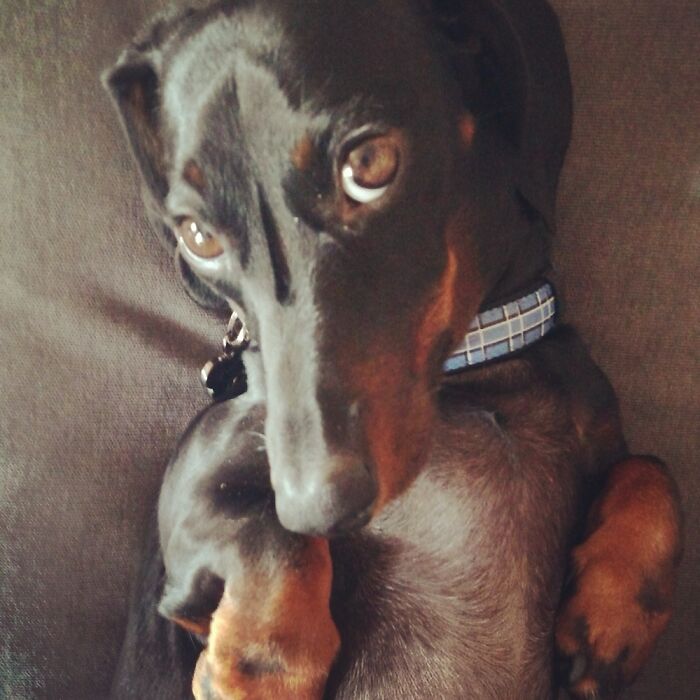 My Very Weird Cat. Thinks He’s A Dog