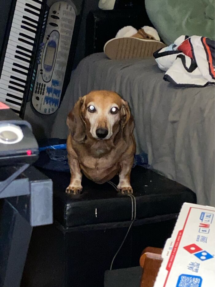 Buddy. The Chaotic Lil Shit,