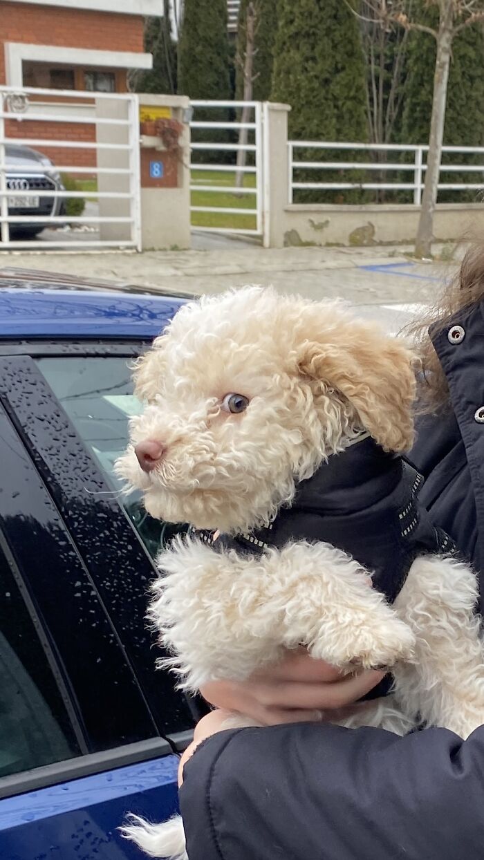 Isabella The Chaos Demon