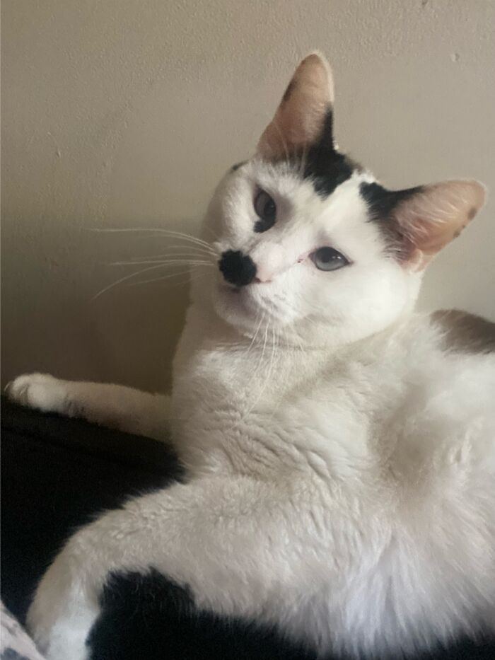 My Adorable Cat, Moonie!