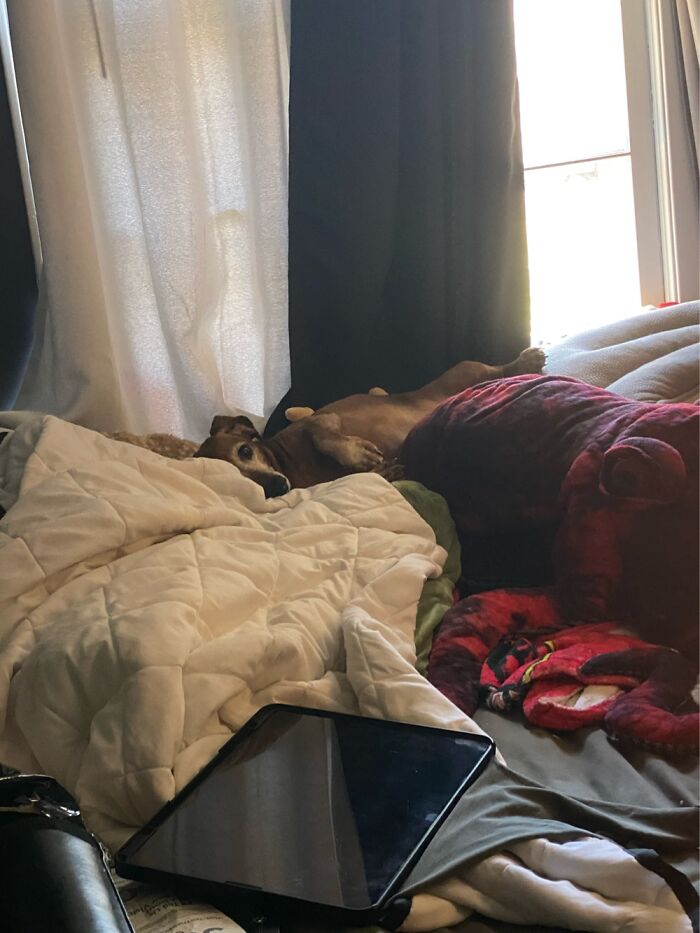 This Photo Of My Dog I Got On My Way Out The Door, Goofy Lil Fucker