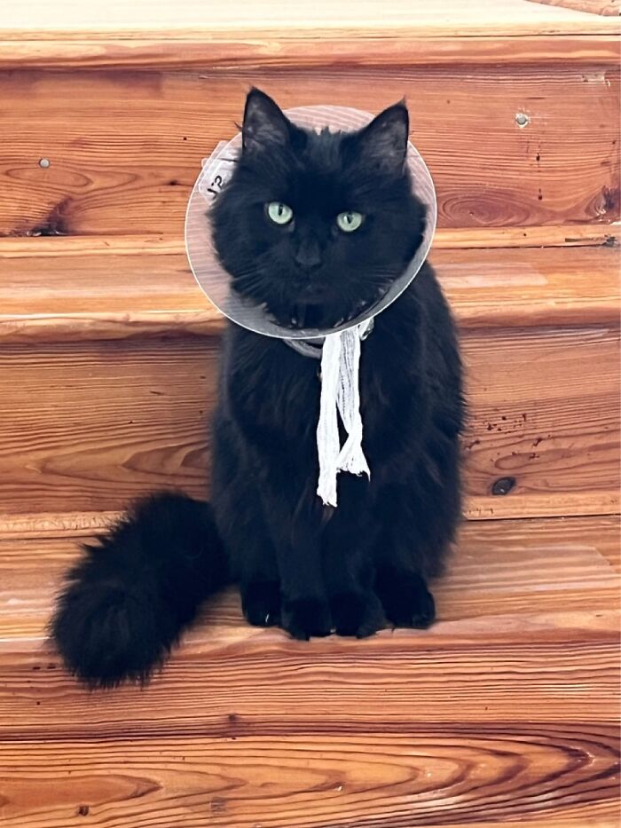 Her Imperial Majesty, Queen Squeaky The First