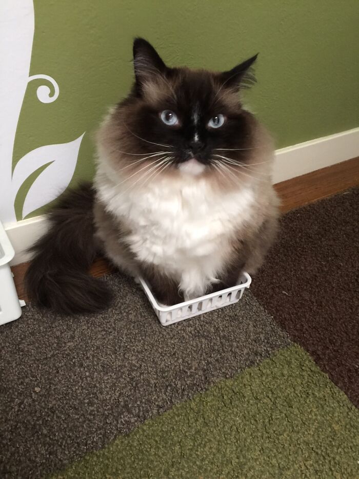 We Just Lost Our Beloved, Majestic Goofball To Lung Cancer. Here He Is Fitting And Sitting