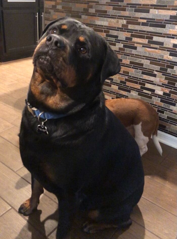 Cub Is A Very Good Dog