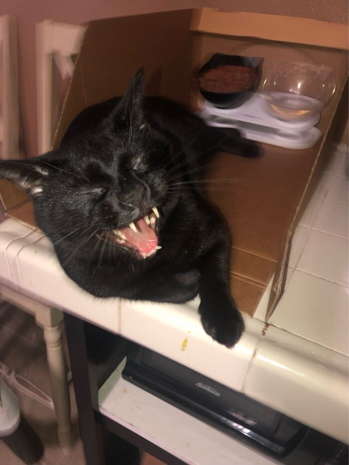 Bruce Must Guard His Food At All Times