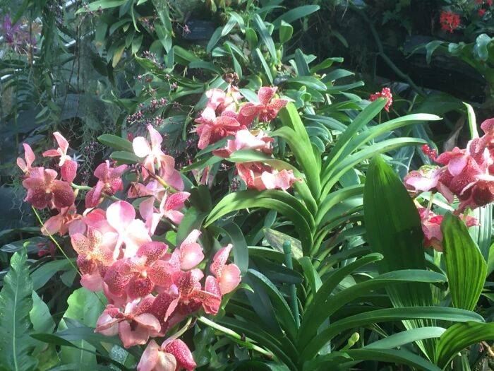 Orchid Festival At Kew Gardens, 2023 (15 Pics)