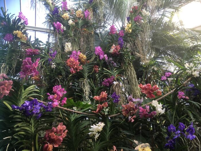 Orchid Festival At Kew Gardens, 2023 (15 Pics)