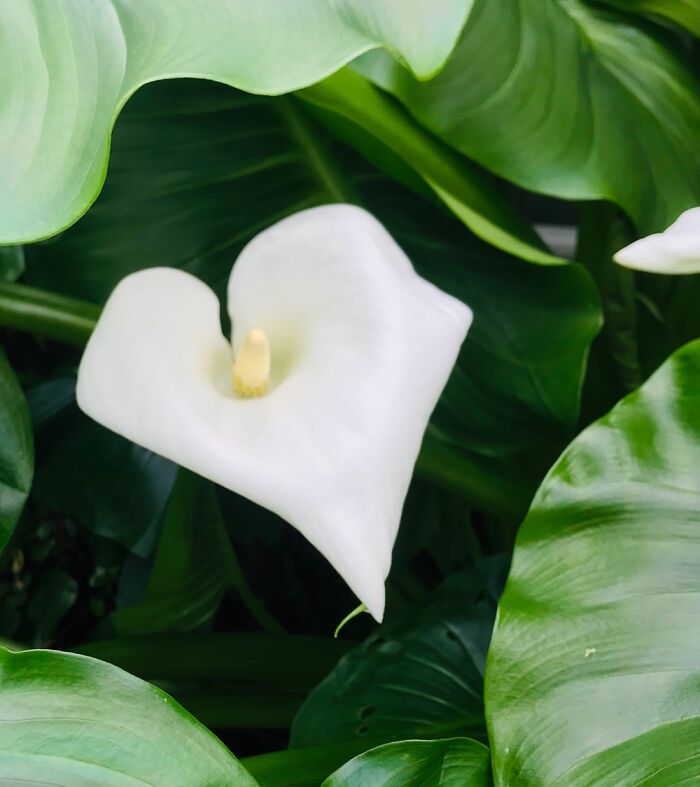 Heart Shape White Arum