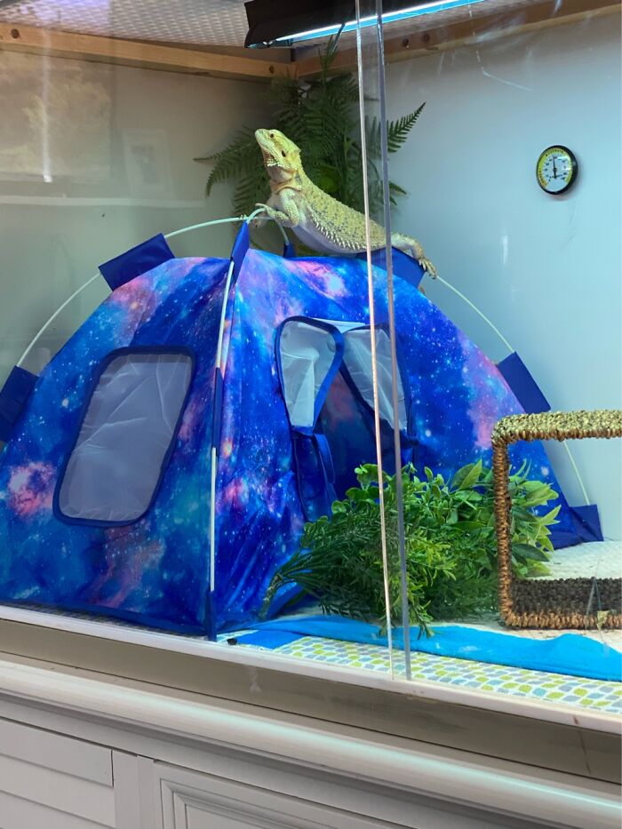 Today Isn’t Her Day To Have Custody Of The Brain Cell