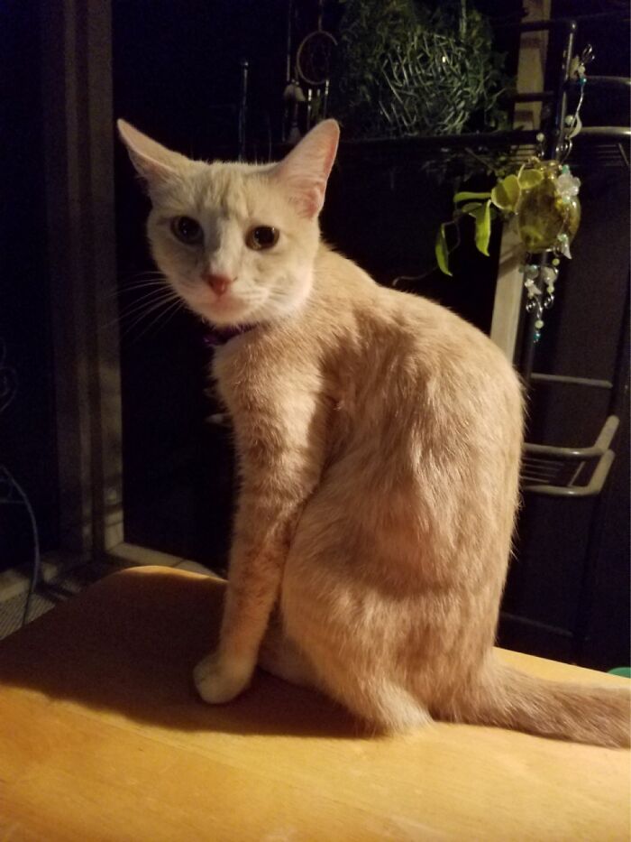 Foster Fail Cat Sent To Tennessee To Make Room For Hurricane Harvey Rescues