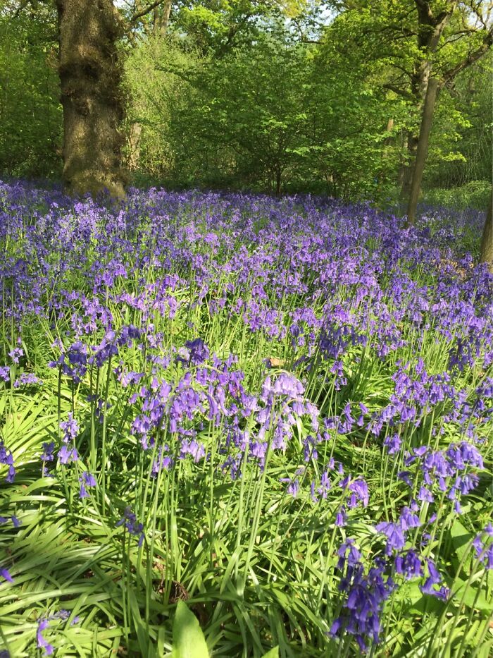 A Walk Through An English Wood