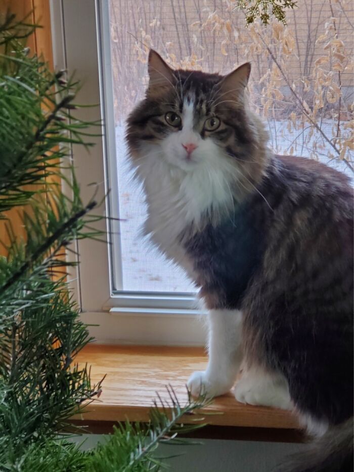 The Amazing Floofy Freddie, Aka Fredo Potato Or Gustav Von Sourbottom