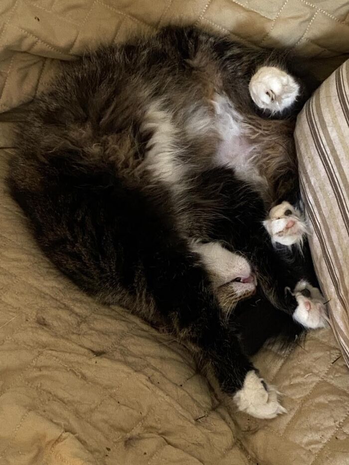 Sugarfoot. Born To A Stray, Walked In The House One Day And Stayed