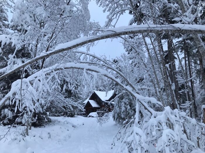 Our Cabin In The Woods. Vancouver Island