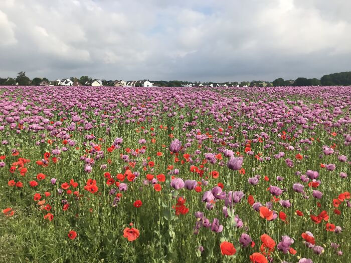 Violet And Red Poppies 💕