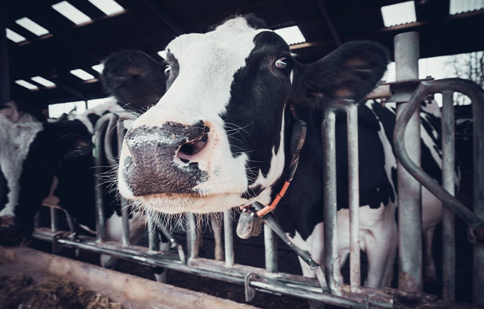 “Everything As A Subscription”: People List 35 Industries They Want To See Disappear In 10 Years