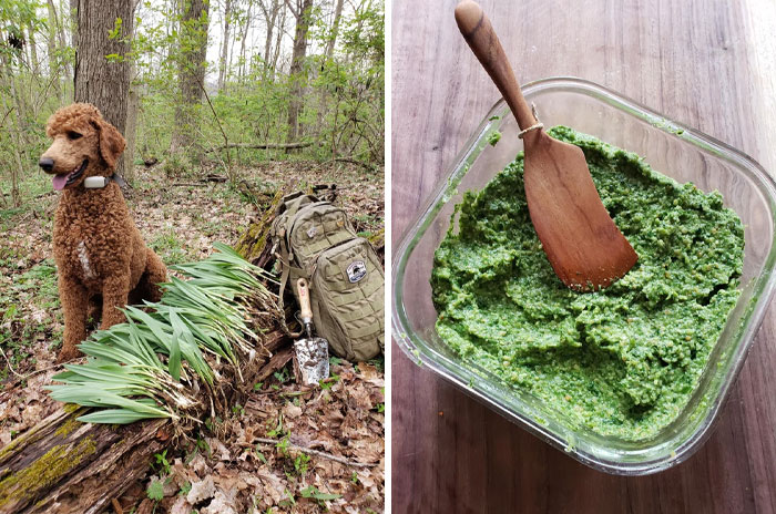 Ramp Season In Ohio. Tried Ramp Pesto, It's A Hit