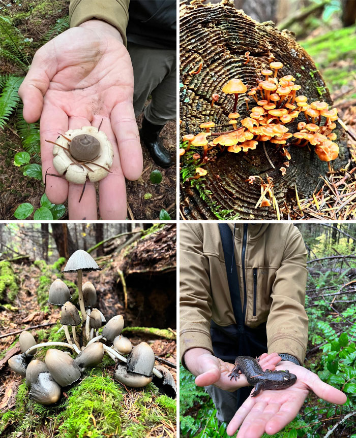 Great Hike!! Found A Ton Of Chanterelle And Cow. Bonus Find Was The Giant Salamander!