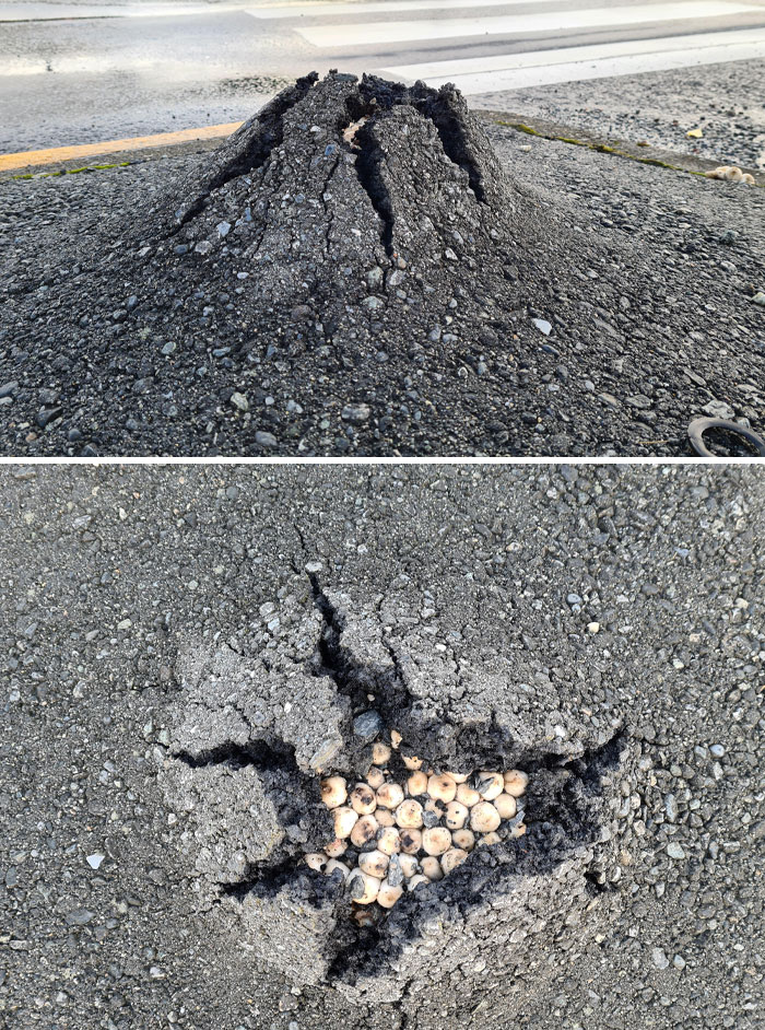 Shaggy Inkcap (Coprinus Comatus) Erupting From The Asphalt