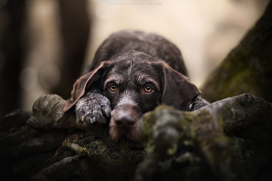 Dutch Dogs Posing In The Netherlands