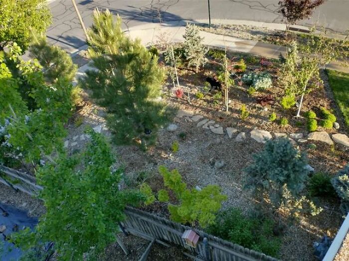 Let's Create Forests To Replace Our Unused Lawns