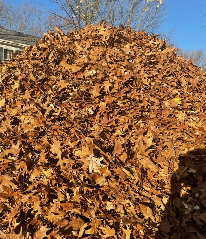 Man Buys The Rights To His Neighbors' Leaves To Mess With Leaf Collection Company's Ridiculous Rules By Building A Giant Pile Man Buys The Rights To His Neighbors' Leaves To Mess With Leaf Collection Company's Ridiculous Rules By Building A Giant Pile