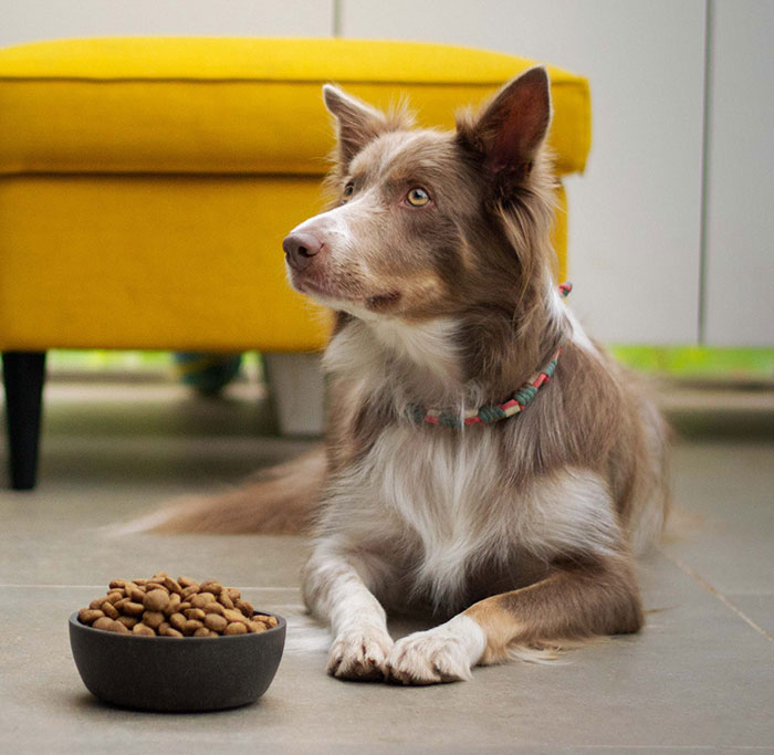 Dog lying on the ground near food and looking