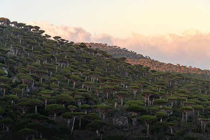 Socotra Dragon Tree, Yemen