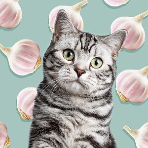 annabellexue321 avatar