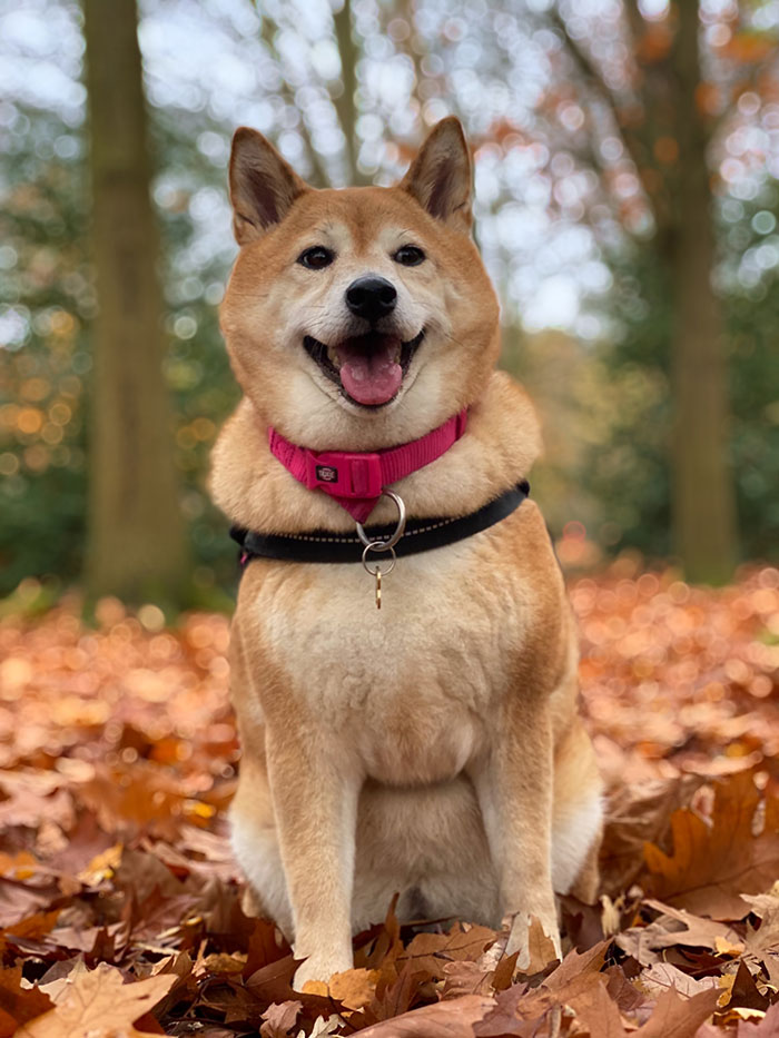 Shiba inu sitting and looking