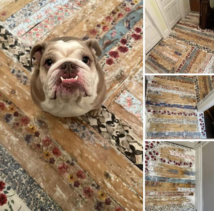 “Dear Haters:” Nooooooooooooo. That Poor Doggie Has To Walk On This Actually Garbage