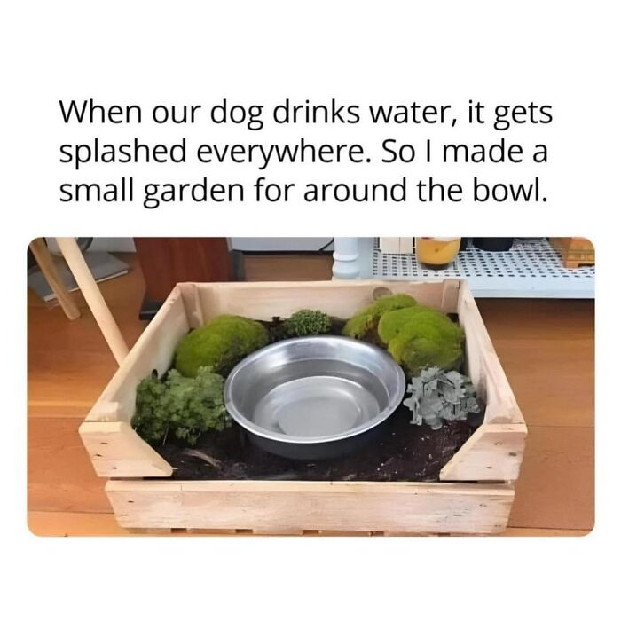 The Bowl