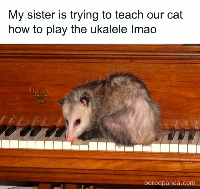 Didnt Even Spell Ukulele Right Smh