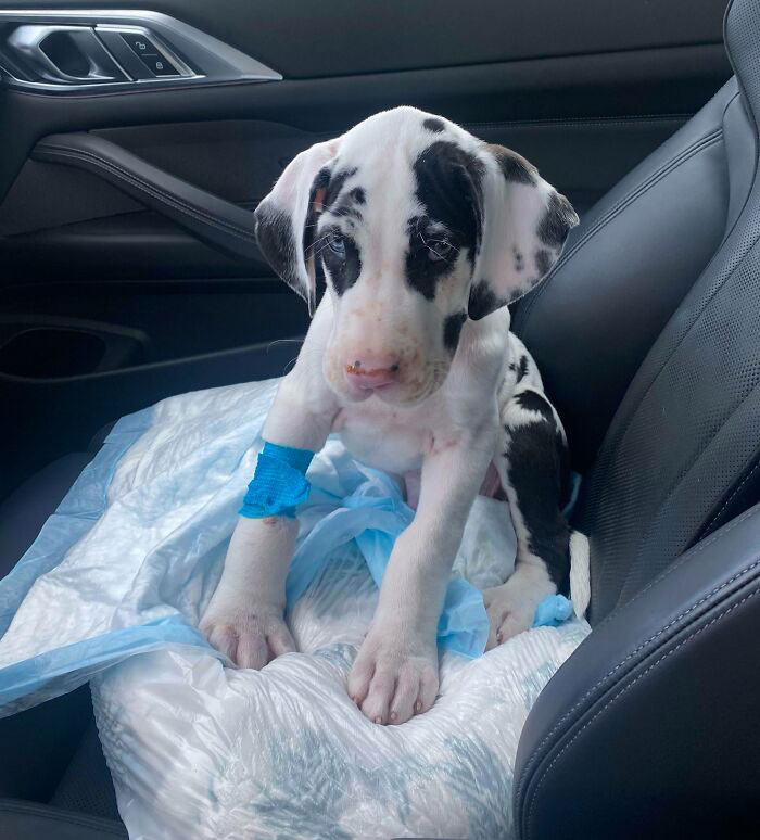 First Vet Visit Was Not A Hit