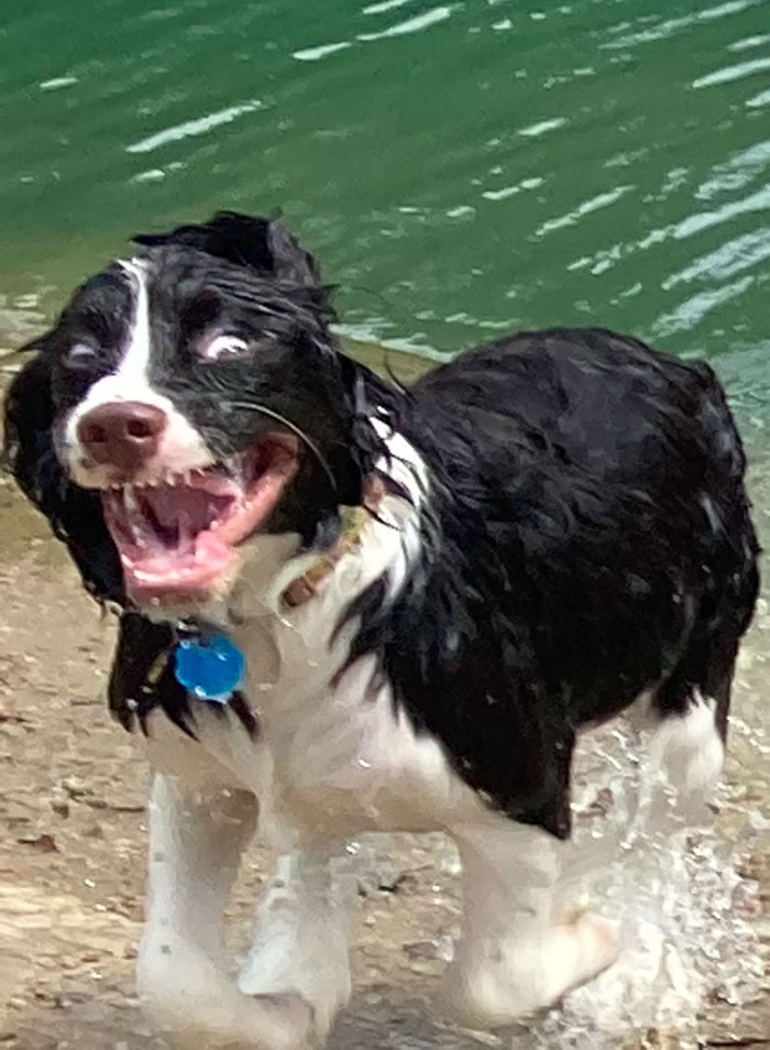 The Excitement Was Too Much For Sophie's First Time At The Dog Park