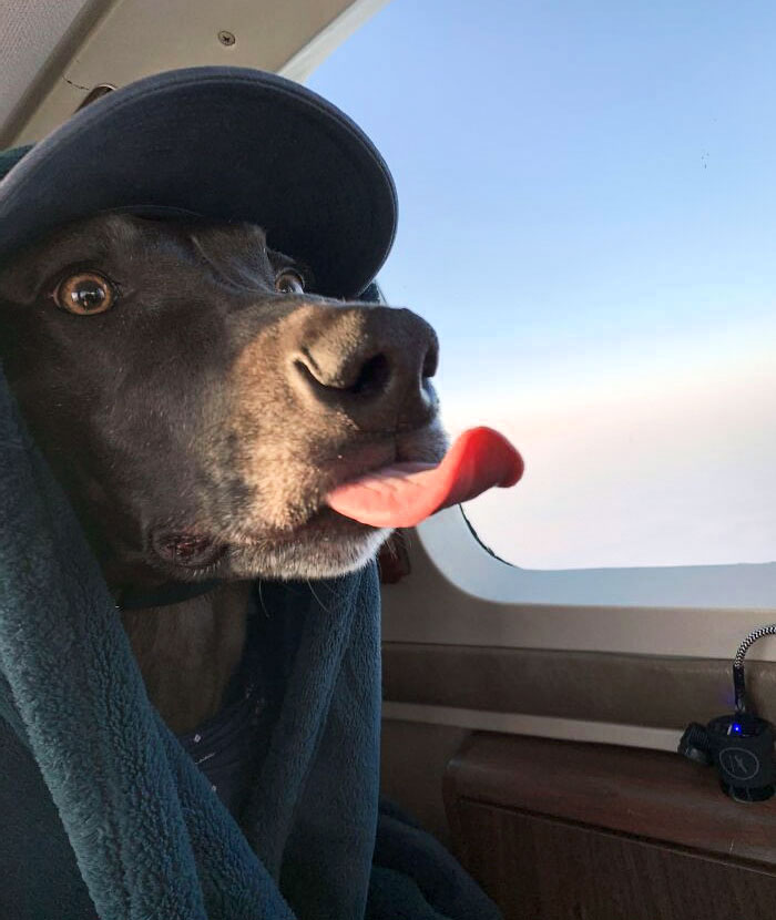 My Dog's First Time On A Plane