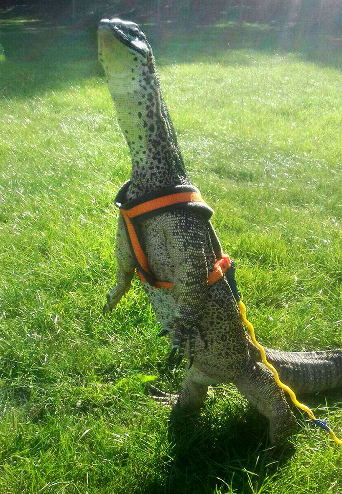 Rescue Lizard's First Experience Of The Outside World. Look At That Face